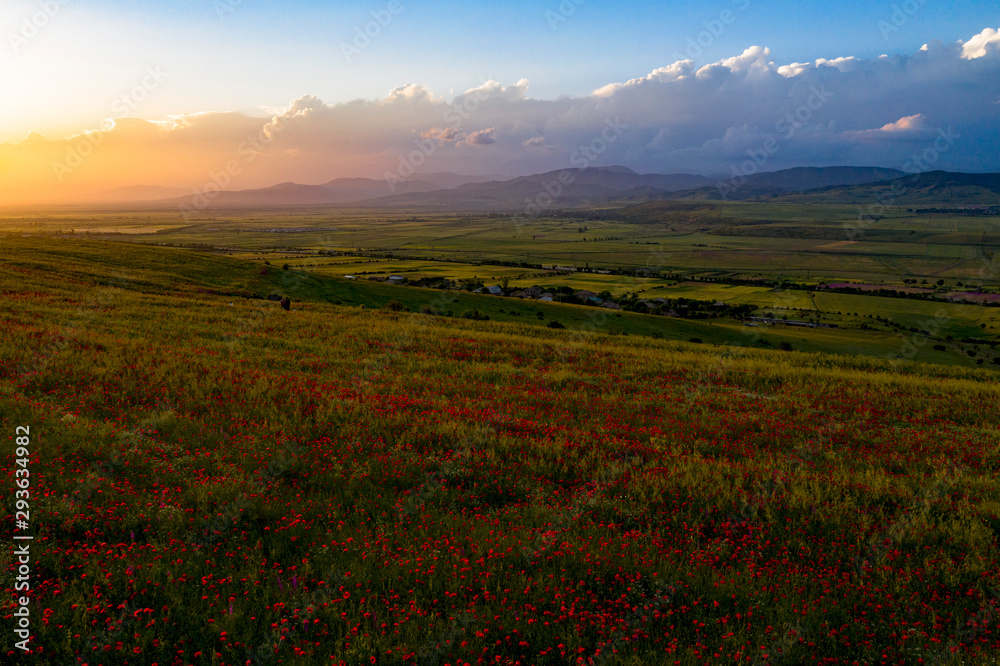 Fields of blooming poppy. Fields and hills are covered with a carpet of wild flowers. Summer 2019, Eastern Georgia, near the town of Gori. Sunset. - obrazy, fototapety, plakaty 