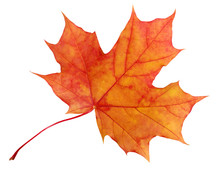 Autumn Maple Leaf Isolated On White Background.