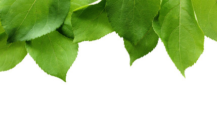Wall Mural - Apple tree foliage isolated on white background.