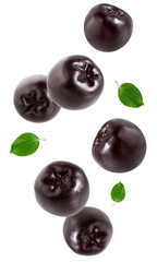 Wall Mural - black chokeberry berries isolated on white background.