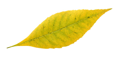 Wall Mural - autumn yellow leaf isolated on white background