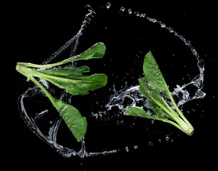 Canvas Print - Fresh bok choy vegetable with water splash float in the air