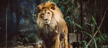 Panoramic Shot Of A Proud Old Lion Walking In The Jungle