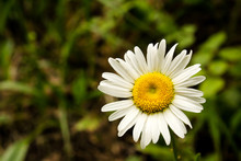 Single Yellow And White Shasta Daisy Blossom Against Green And Black Grassy Background