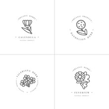 Vector Monochrome Set Design Templates And Emblems - Healthy Herbs And Spices. Different Medicinal, Cosmetic Plants- Calendula, Dandelion,valeriana And Feverfew. Logos In Trendy Linear Style.