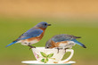 A pair of Eastern Bluebirds at a teacup feeder on a dreary winter day.