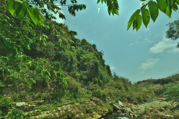 river in the forest