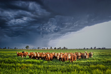 Ellis County, KS USA - Cows Bracing Together For The Thunderstorm Rolling In