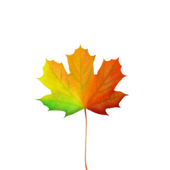 Wall Mural - autumn maple leaf