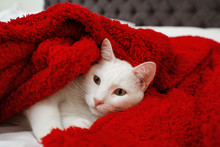 Cute White Cat Under Red Blanket On Bed. Cozy Winter