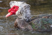 Muscovy Duck Dropping A Bit