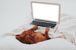 Dog works on laptop 