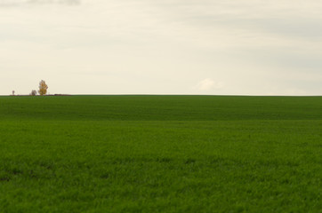 Canvas Print - green agricultural field and sky in autumn