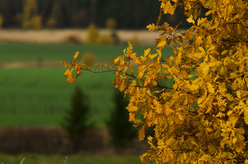 Branches and leaf of the oak in autumn