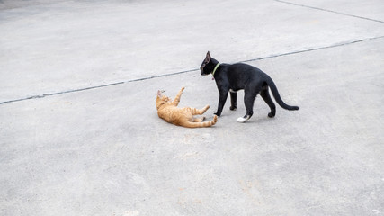 Two cats playing together on concrete