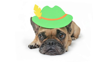 Wall Mural - Cute French Bulldog dog with big eyes wearing a traditional German Tyrolean Oktoberfest pape hat lying down, isolated on white background