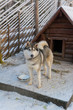 Siberian husky on the background of a wooden fence and a booth on a chain