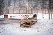 White reindeer eating from a feeder on a background of white snow, trees and fences