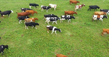 Poster - Aerial view of cows herd grazing on pasture field, top view drone pov , in grass field these cows are usually used for dairy production.