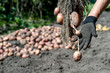 A woman's hand in a black work glove holds a freshly dug potato Bush against a pile of harvested potatoes.