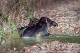 Fototapeta Konie - Anta-brasileira (Tapirus terrestris) | Lowland tapir or South American tapir