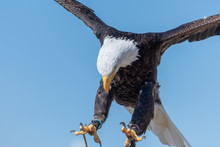 Close Up Of A Bald Eagle (haliaeetus Leucocephalus) Flying In A Falconry Demonstration.