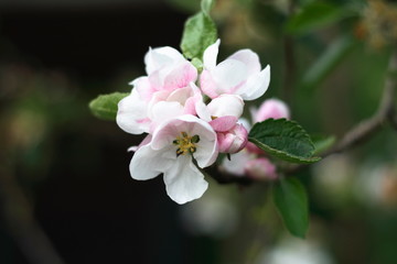 apple blossom