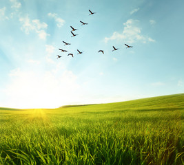 Poster - Flying birds over a green field at sunset