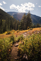 Wall Mural - A trail in Vail, Colorado during autumn. 