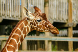 Fototapeta Big Ben - Giraffe in captivity