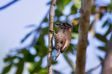 White barred Piculet photographed in Linhares, Espirito Santo. Southeast of Brazil. Atlantic Forest Biome. Picture made in 2013.