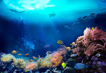 underwater view of the coral reef. ecosystem. life in tropical waters.