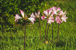 Pink amaryllis belladonna flowers on a field at the northern coast of Sao Miguel Island, Azores, Portugal