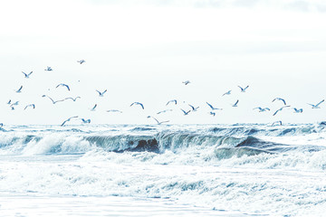  Viele Möwen fliegen über der Gischt der Nordsee