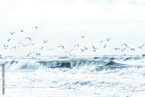 Fotomural Viele Möwen fliegen über der Gischt der Nordsee