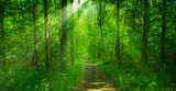 Fototapeta Las - forest panorama and the sun, with bright rays