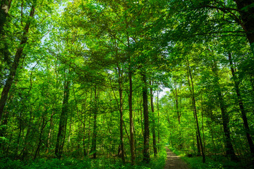 forest trees. nature green wood