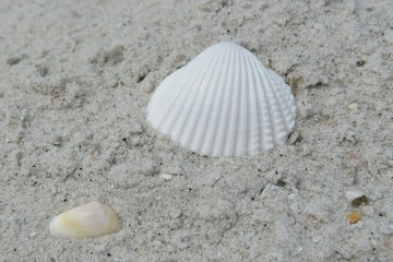 Beautiful seashell on the beach