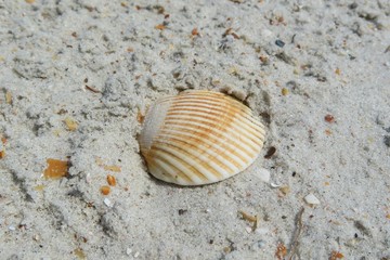 Seashell on the sand