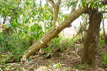 Triangle Formed By Toppled Tree Supported By Another