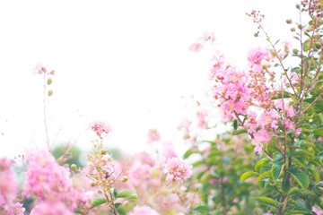 Wall Mural - Crepe Myrtle blooms closeup background. Lagerstroemia flowers. Photo shot in Northwest Florida. With Copy Space