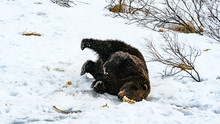 Grizzly Bear Chewing On A Bone In The Snow