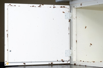 Wall Mural - a lot of cockroaches are sitting on a white wooden shelf.the german cockroach (blattella germanica).