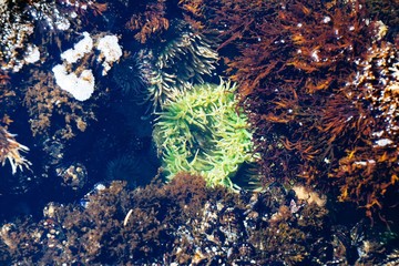 Wall Mural - Wide underwater shot of green and brown coral reefs