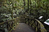 Fototapeta Na ścianę - wooden bridge in forest