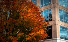 Orange Leaves And Tree With Blue Windowed Building