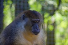 Allen's Swamp Monkey Allenopithecus Nigrovirdis In Cleveland Zoo