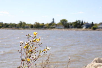 Wall Mural - Close up of wild lake vegetation. Lake houses unfocused in the background.