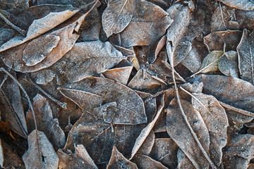 The dry fallen leaves of the trees are covered with frost