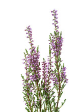 Calluna Branches With Flowers Isolated On White Background.